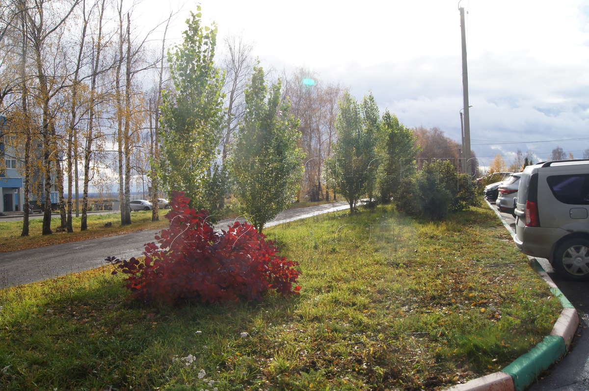 Скумпия кожевенная и Тополь пирамидальный в городском озеленении
