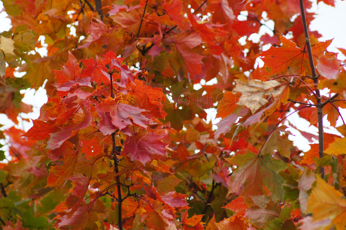 Клен канадский