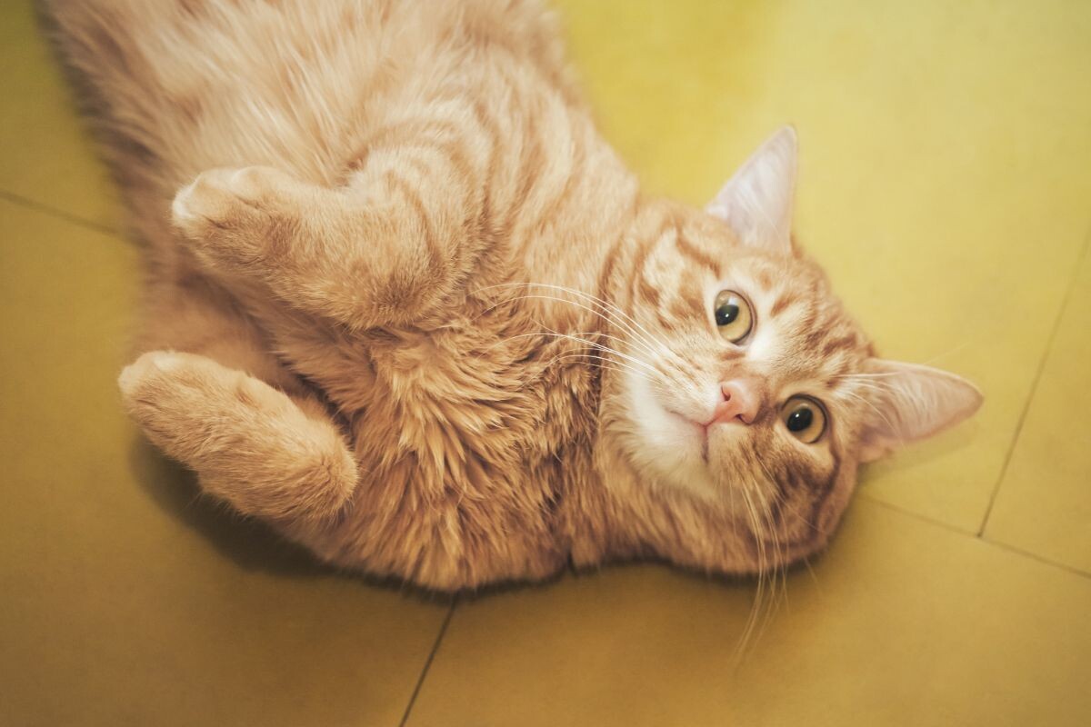 Рыжий котик 