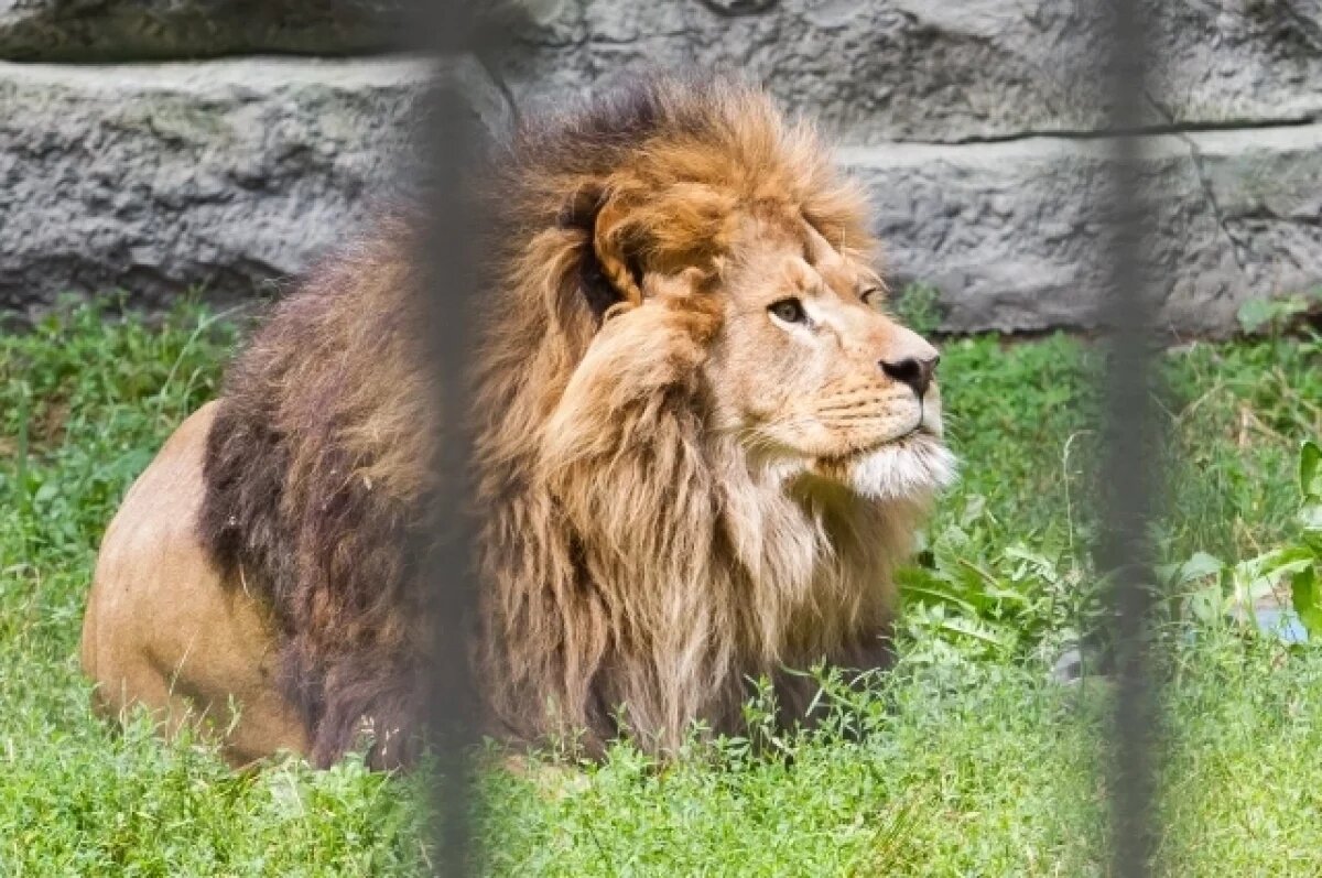    В Ростове зоопарк ищет подрядчика, который займётся ремонтом львятника