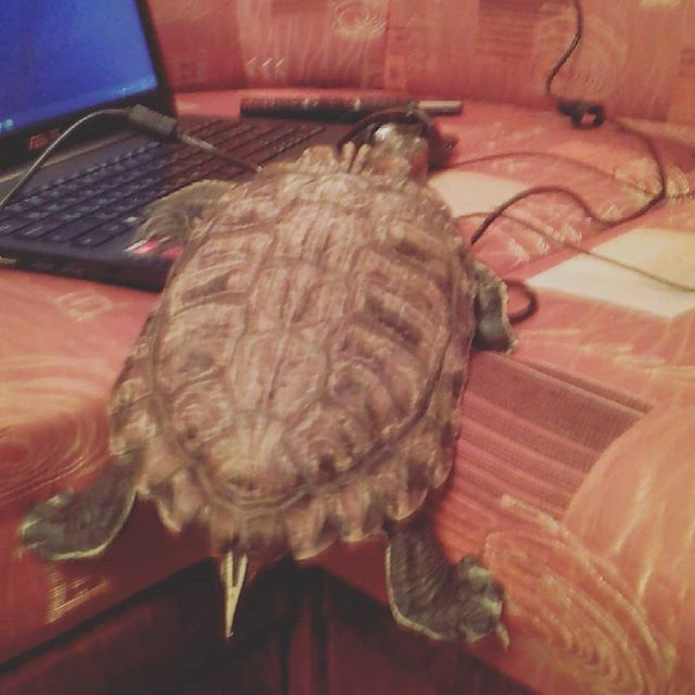 Раньше девочка умела и могла залезать на диван (ткань позволяла это делать). Сейчас ткань скользкая и Бузи может только проситься на диван.