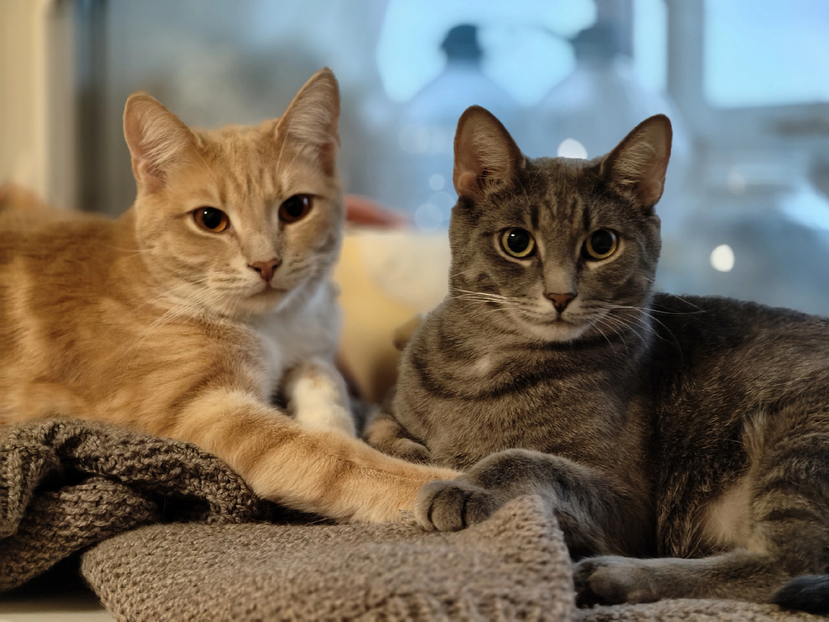 Если бы у РКП(б) были такие коты, нервного напряжения было бы гораздо меньше) Фанечка и Маффин поздравляют всех вас с наступающим 2025 годом.