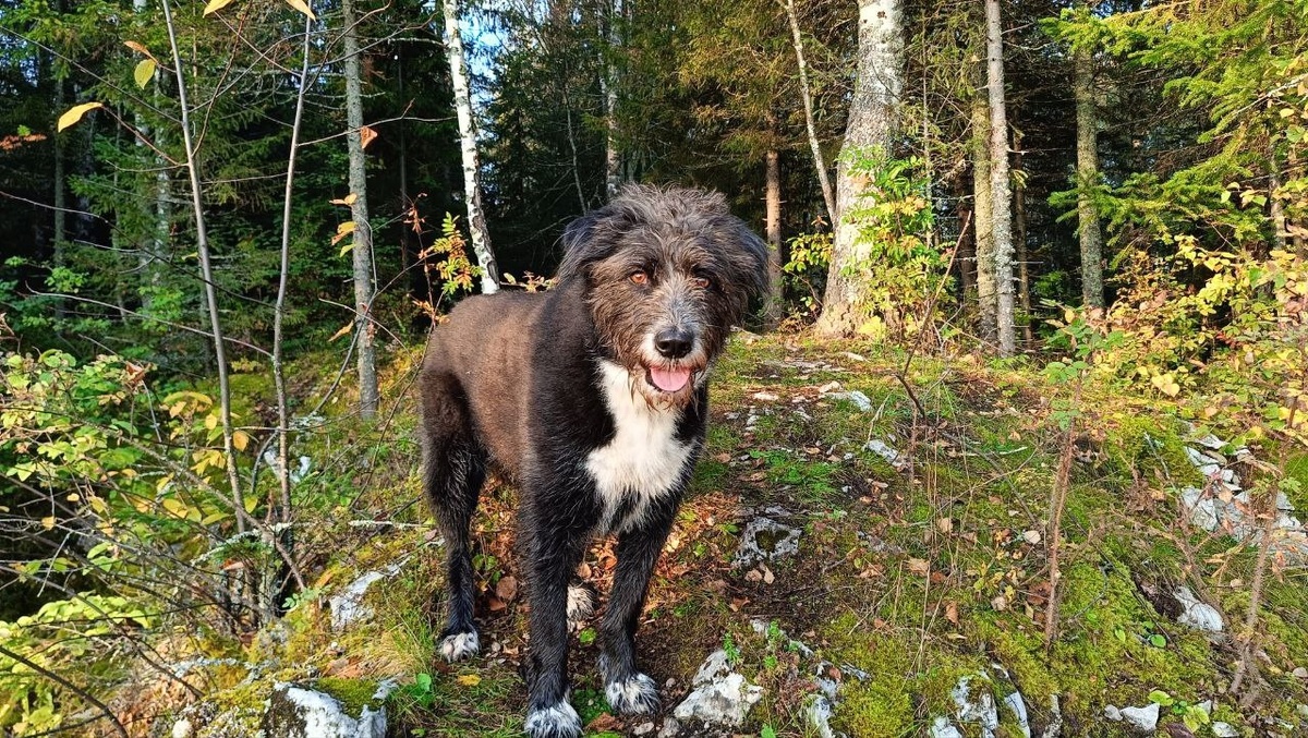 Лесное чудо.