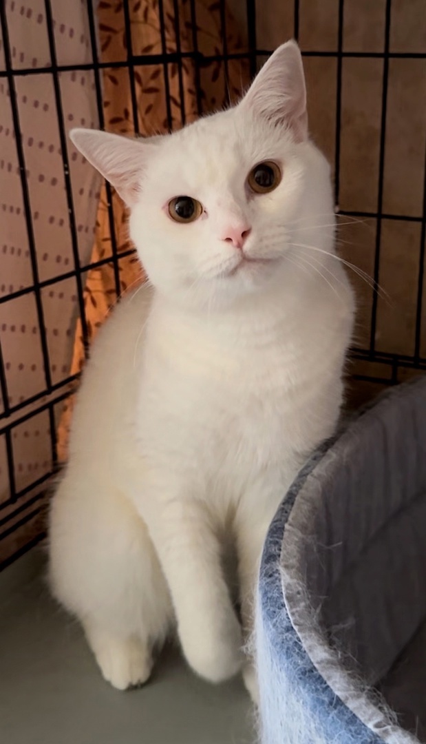 © ВСЕ ОТТЕНКИ КОШАЧЬЕГО. Котик Лукас спустя месяц нахождения в приюте