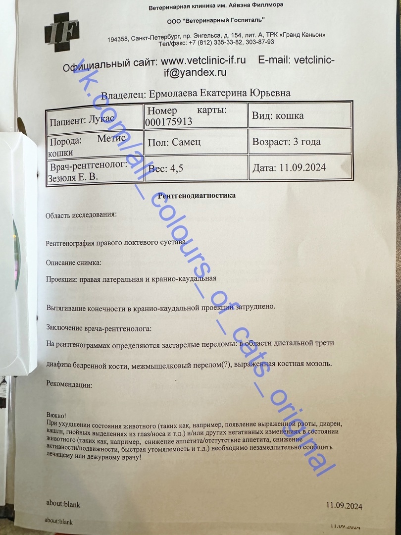 © ВСЕ ОТТЕНКИ КОШАЧЬЕГО. Заключение по рентгену