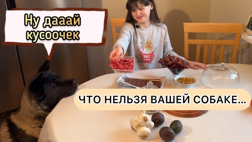 Какие продукты вредны собаке?