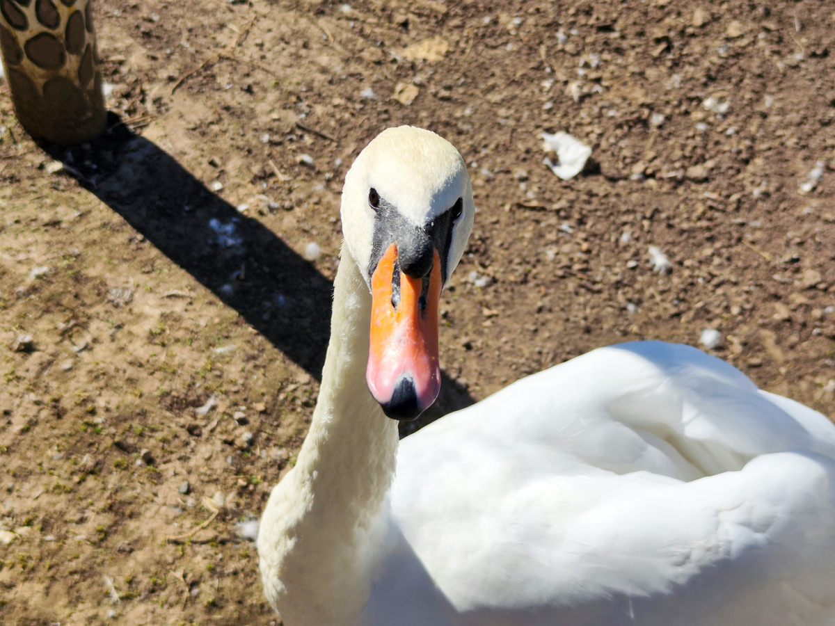 Местные жители считают, что лебедей и без охоты не так много.  Фото: ФедералПресс / Ксения Кобалия