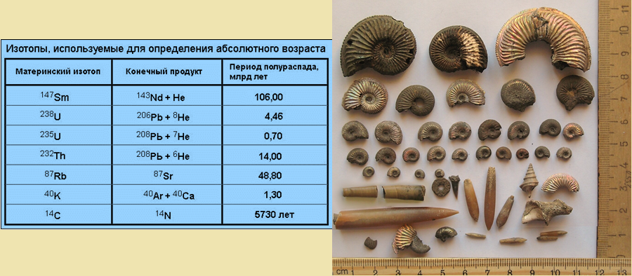 Слева - изотопы, применяемые в радиометрии геохронологии. Справа - набор аммонитов, находимых в осадочных пластах и принадлежащих именно верхней геологической оболочке, а потому вовсе не свидетельствующих о море на месте суши.