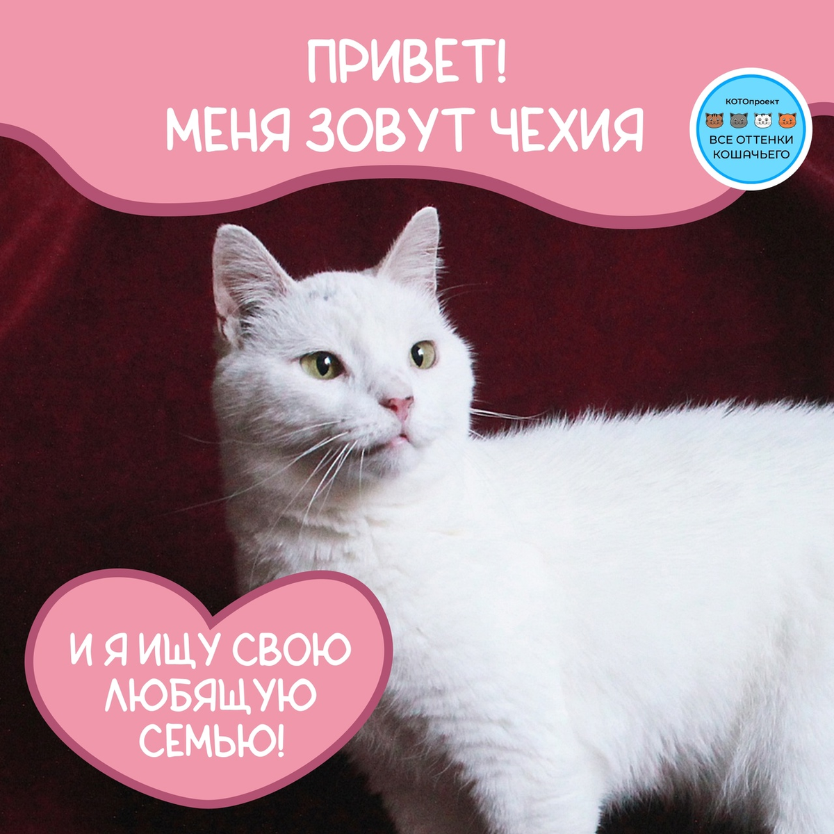 © ВСЕ ОТТЕНКИ КОШАЧЬЕГО. Кошечка Чехия ищет своих любящих хозяев!