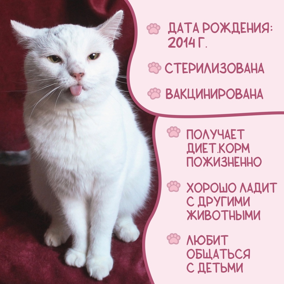 © ВСЕ ОТТЕНКИ КОШАЧЬЕГО. Кошечка Чехия ищет своих любящих хозяев!