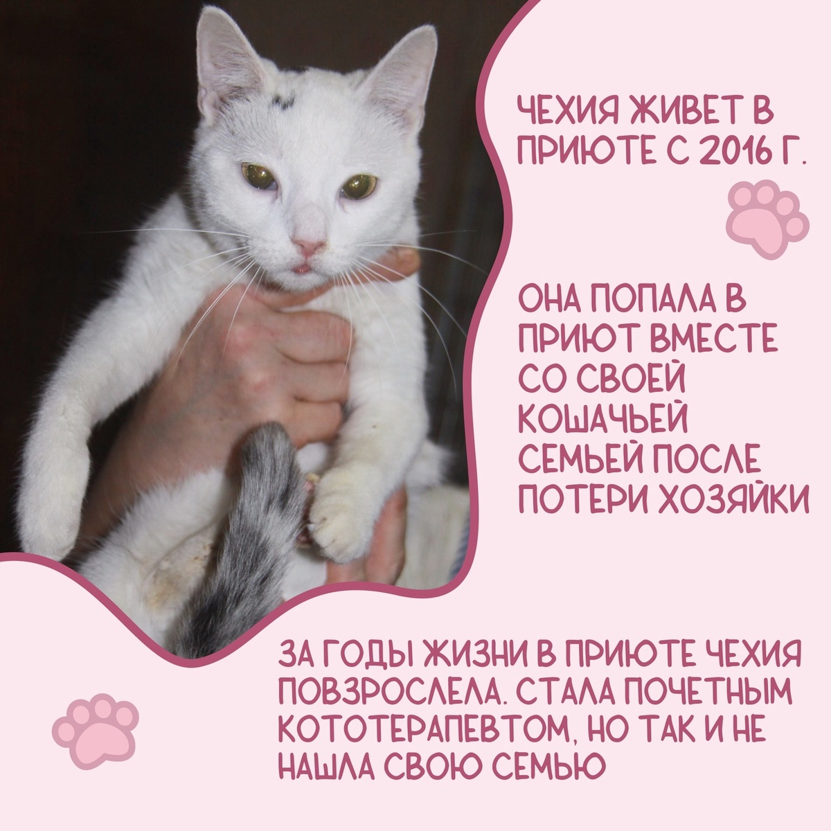 © ВСЕ ОТТЕНКИ КОШАЧЬЕГО. Кошечка Чехия ищет своих любящих хозяев!