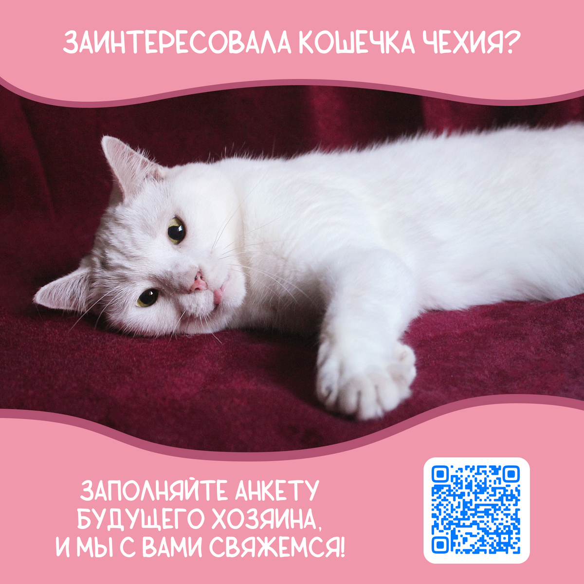 © ВСЕ ОТТЕНКИ КОШАЧЬЕГО. Кошечка Чехия ищет своих любящих хозяев!