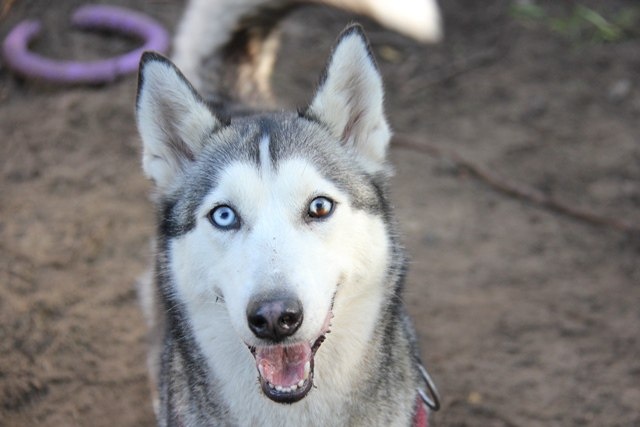 Фото: гостиница дл собак и кошек Догги, Архангельск
