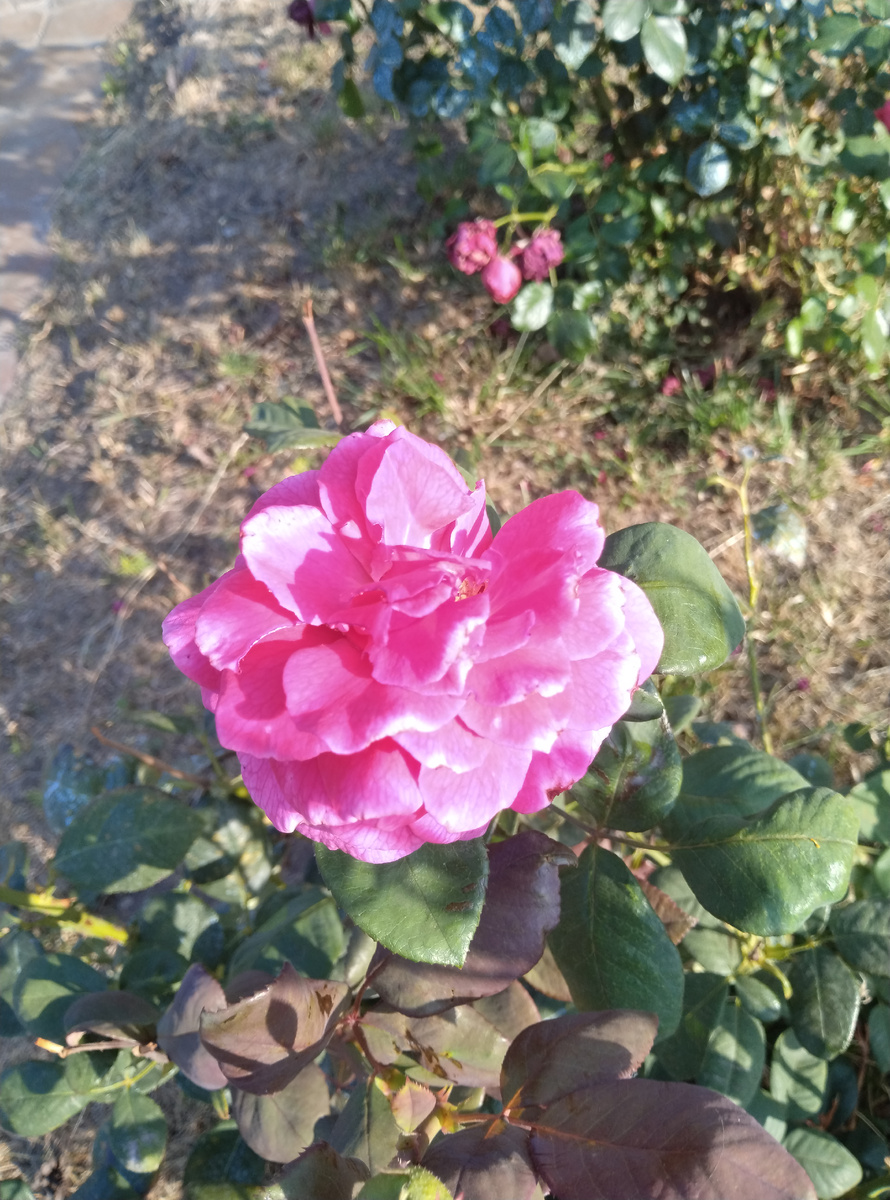 Вот к примеру этот цветок. Правда красивый? 