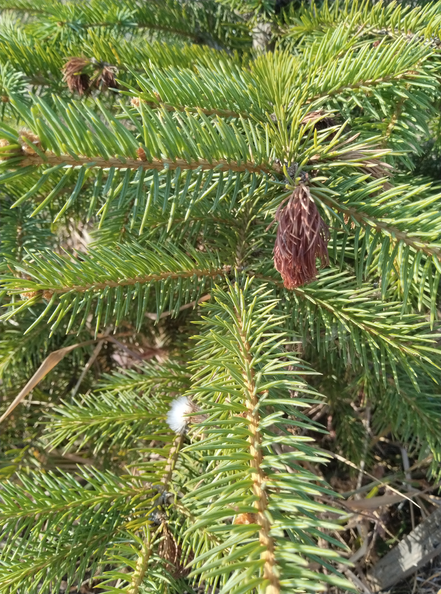 А вот это еловые веточки. Правда, Если просто подойти и понюхать, то не пахнет совсем. А вот если отломать одну веточку, действительно чувствуется запах хвои. 🌲🌲🌲🍁🍂🍂🍂