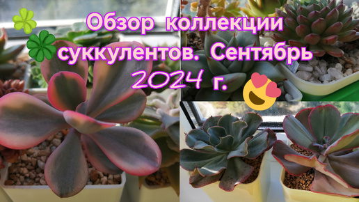 Descargar video: Обзор коллекции суккулентов ☘️🌺💚😊 Сентябрь 2024г.