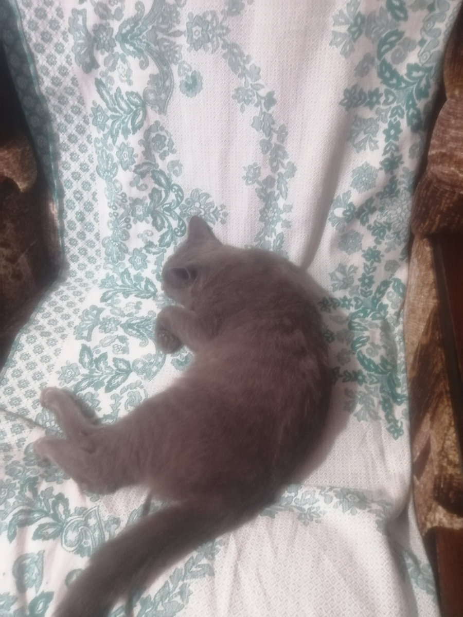 Кот дымок 1