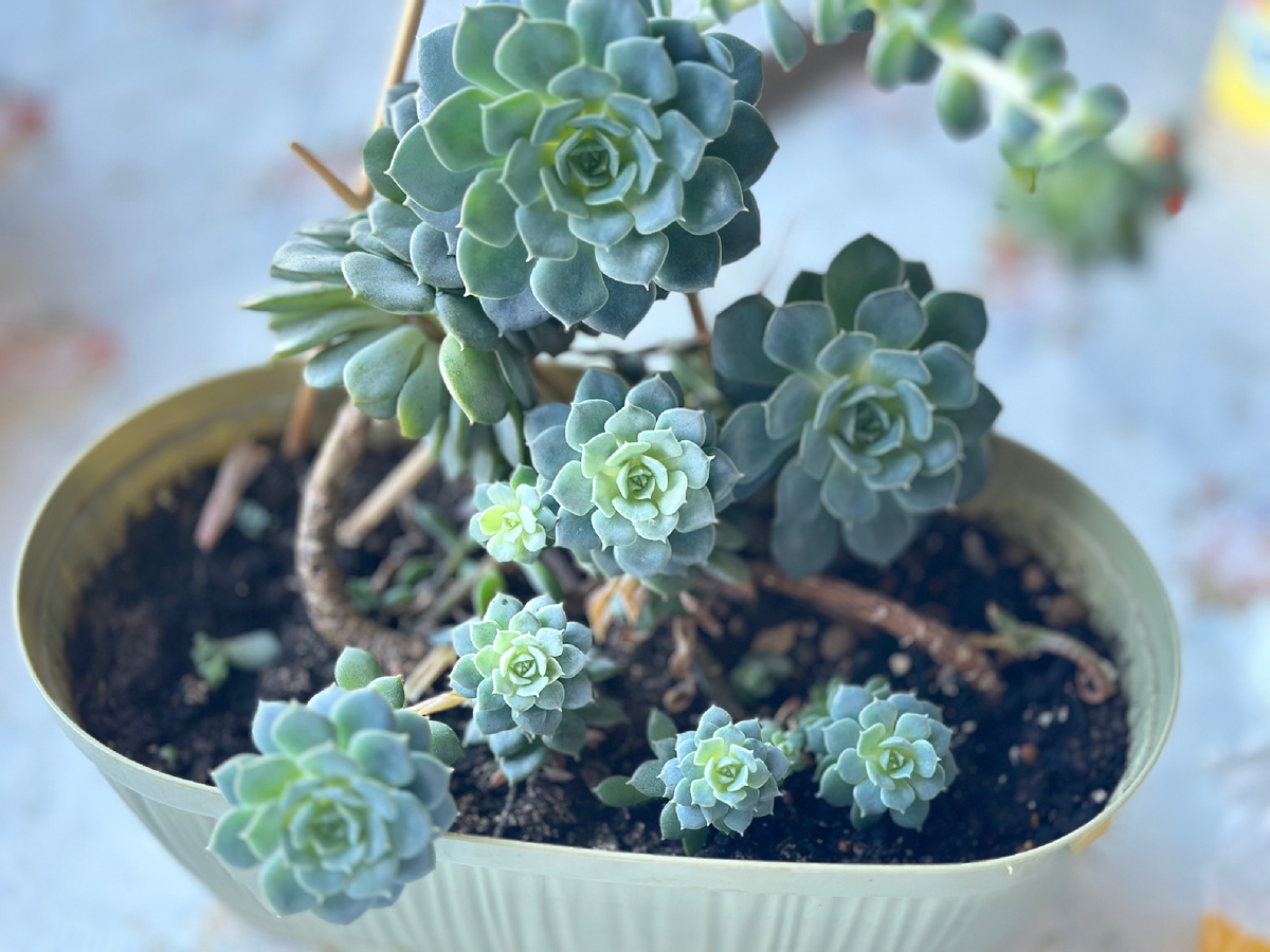 Echeveriaс Desmetiana