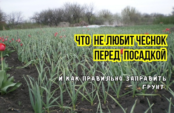 Так грунт для озимого чеснока не готовят: хуже всходит, головки мелкие. И урожайность снижается: 3 ошибки, которые считают правилами