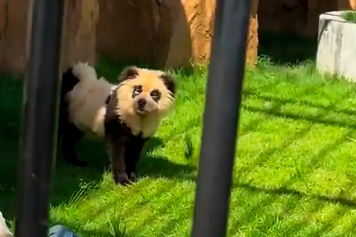 Источник https://img.gazeta.ru/files3/479/19778479/9999002-pic4_zoom-1500x1500-27407.jpg