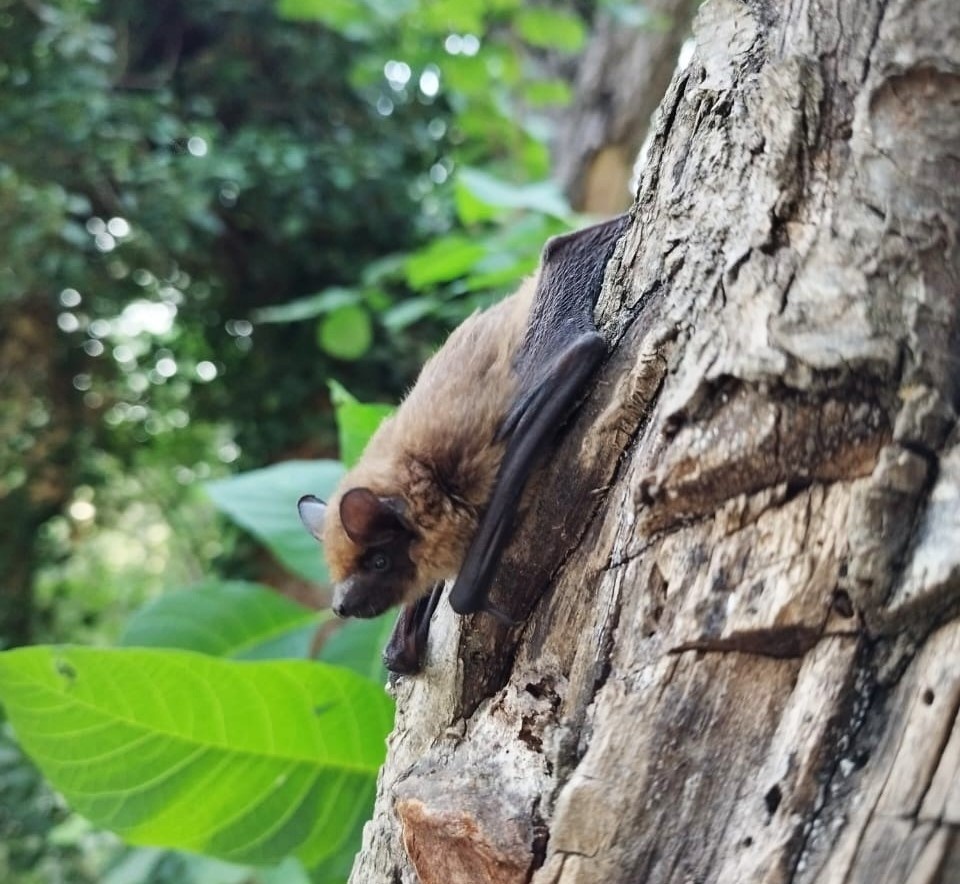 Малая вечерница в заповеднике "Утриш"