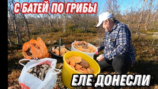 По ГРИБЫ с БАТЕЙ. Вот это УРОЖАЙ КРАСНОГОЛОВИКОВ!