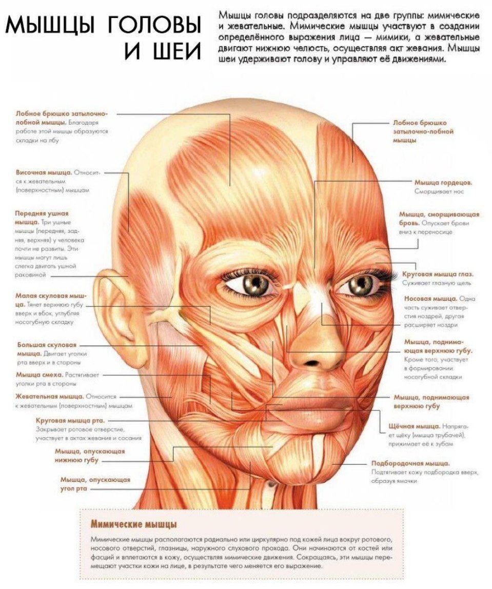 *иллюстрация взята из интернет - источника