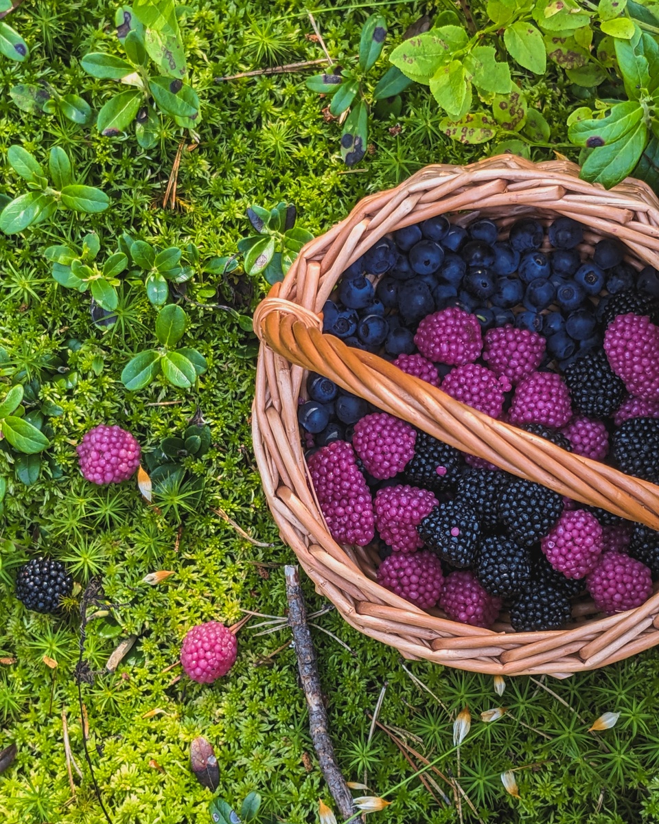 Не сразу угадаешь, какие ягоды настоящие 🤫