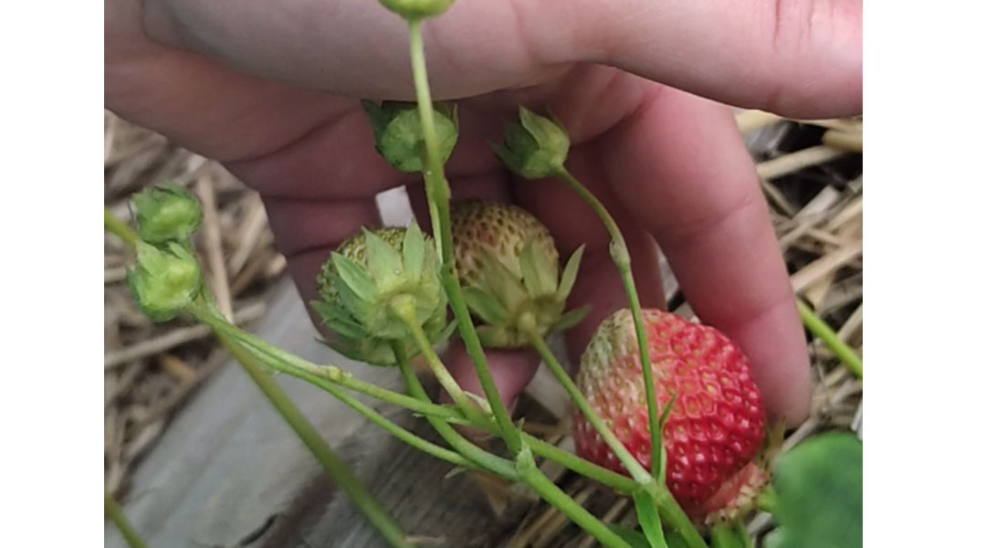 Черри Берри (Cherry Berry®), 15.06.24, начало созревания