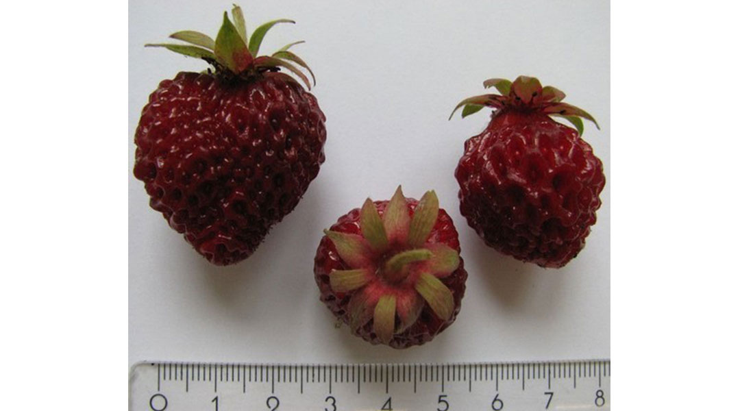 Черри Берри (Cherry Berry®), фото: vreeken.nl