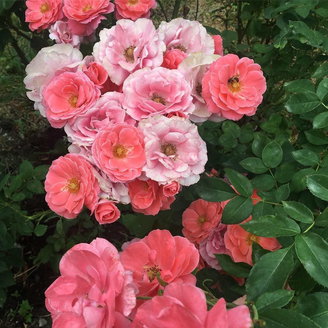    Соцсети блогера ynesennaya_rozami