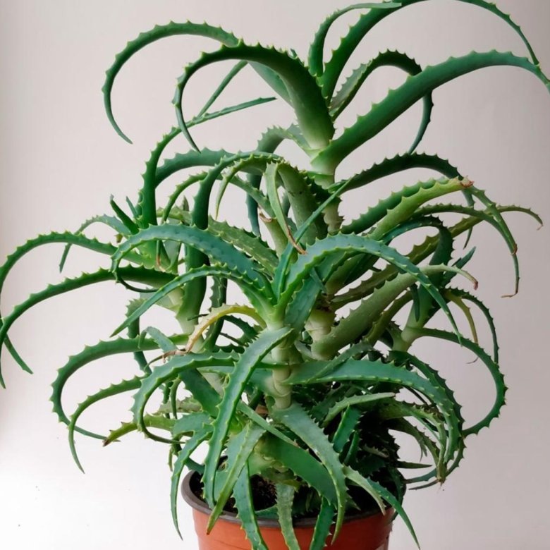 Алоэ столетник