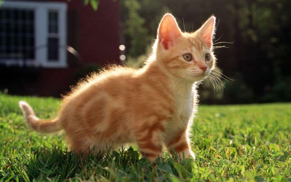удивительные кошки