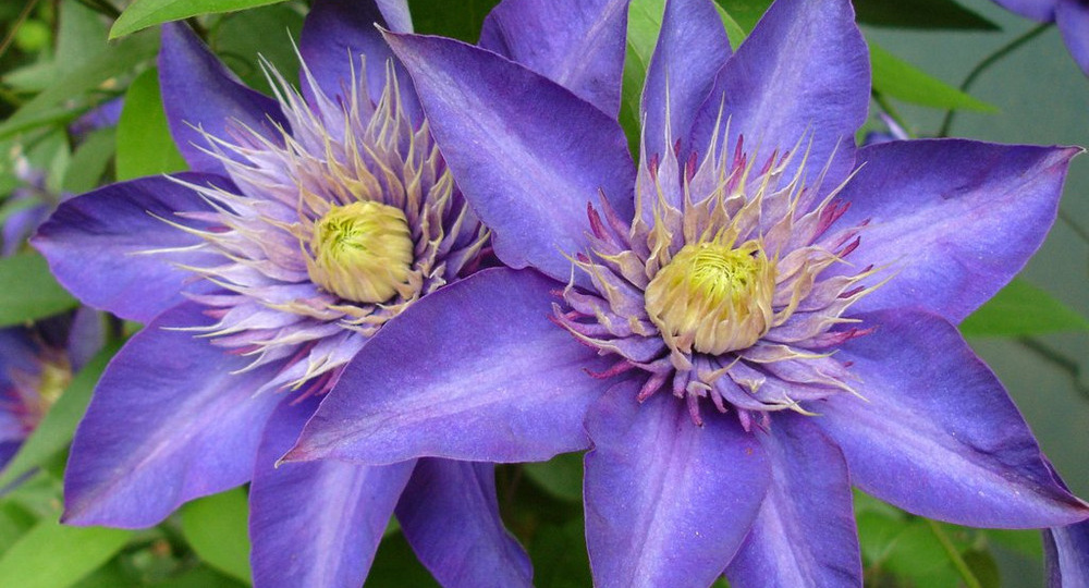 Как заставить клематис цвести обильно и долго: сделайте это осенью