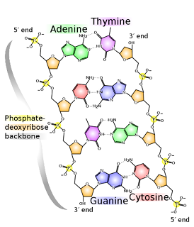 На нем вы видите основные строительные блоки жизни, расположенные рядами попарно, это A, C, G и T. Оранжевые молекулы — это сахариды, а между сахаридами — фосфаты. Вы видите 4 пары линий ДНК.Два миллиона лет эволюции, чтобы добраться сюда. Это побудило меня взглянуть на эволюционный путь этого существа с таким неожиданно огромным потенциалом переносить груз, генерировать груз и требовать еще большего груза. Я обратился к Докинзу, потому что мое внимание привлекло название «Эгоистичный ген». С одной стороны, ожидаешь получить ответ на вопрос, как получается, что всегда существуют индивиды, желающие доминировать над другими индивидами. Возможно, вопрос эволюционный. С другой стороны, для того, чтобы такое доминирование было возможным, необходимо также стремление других индивидов конкурировать, исходя из своих личных эгоистических мотивов, за сахар на вершине пирамиды. Здесь Дарвин говорит нам, что естественный отбор — это механизм достижения господства и сохранения вида из его наиболее адаптивных представителей — тех особей, которые проявят наибольший интеллект. Докинз говорит нам, что конкуренция происходит на уровне генов, а человеческое тело, индивидуум, является лишь биологическим механизмом, через который они проходят временно. Единственное, что мне не нравится, это то, что Докинз использует в своей книге примеры аллитерации, пытаясь облегчить и заменить настоящие термины. Вы просто привыкаете к тому, что он говорит о страницах книги, и он переходит к хромосомам, затем снова к страницам, затем снова к хромосомам. Гораздо проще сказать все прямо, от начала до конца.ДНК имеет 46 хромосом. Эта информация ДНК представляет собой уникальный идентификационный код или геном, описание личности. Эти спирали ДНК встречаются в каждой клетке человека. Каждая отдельная хромосома состоит из ряда азотистых азотистых оснований. Всего таких оснований четыре, и они называются C-цитозин, G-гуанин, A-аденин, T-тимин. Кроме них в цепи ДНК имеются сахариды, представленные дезоксирибозой и фосфатами. Это не так уж и сложно. Вот картинка, которую они постарались сделать достаточно понятной для неспециалистов. Источник — Википедия.