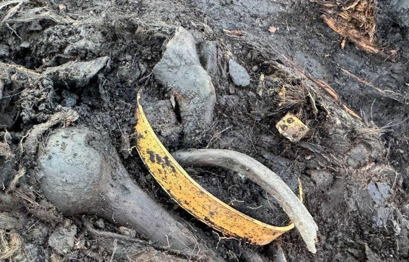 В древнем кургане в Тыве нашли скифское золото