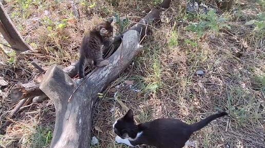 Скачать видео: Вот так и живём