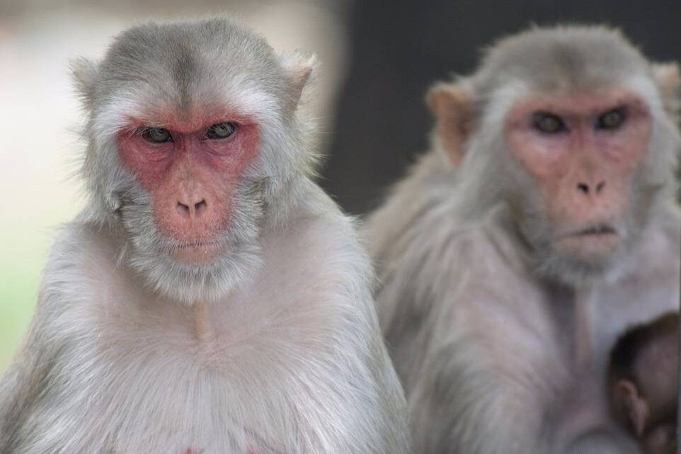 Обезьяны вида Macacus Rhesus