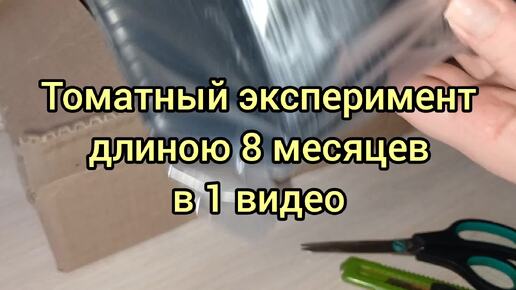 Де Барао. Интересный, вкусный и очень устойчивый к болезням томат. Видео от семечки до урожая.