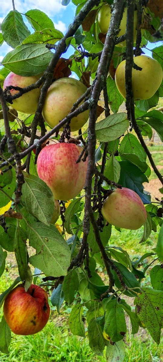Специально для своей шарлотки я собирала вот такие красивые яблоки, выполнив еще один пункт из планов на осень)