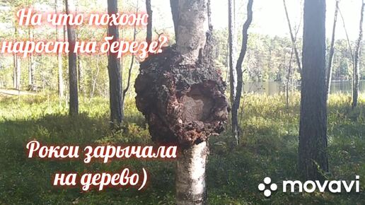 #чихуахуаприрода Чихуахуа отдыхает на Светлом озере в Ленобласти .Сентябрь