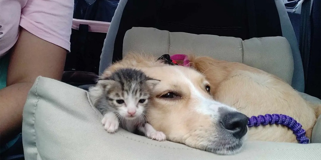 Собака стала мамой для приемных котят