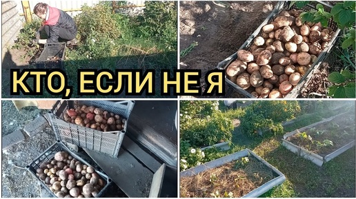 Выкопала картофель. Богатый урожай . Огород осенью. Разболелись все. Влог