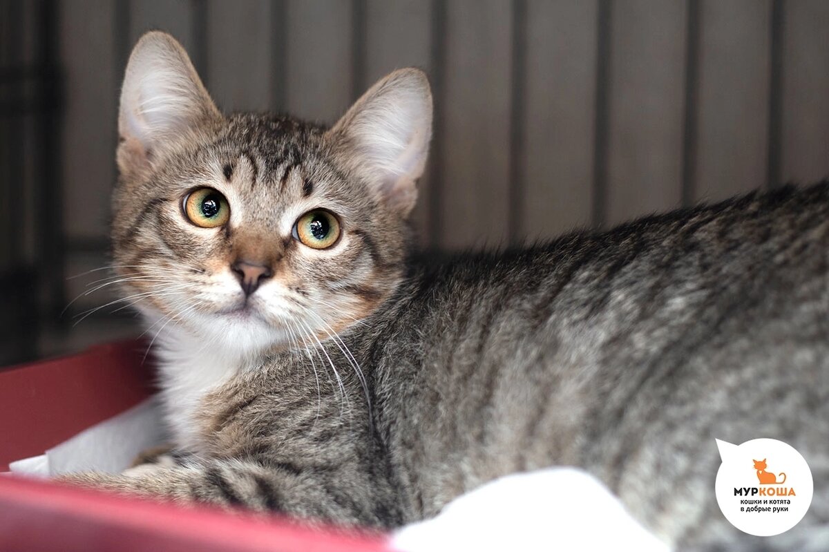 Мадрид вместе с двумя сестрами Эльче и Севилья жил на территории предприятия.