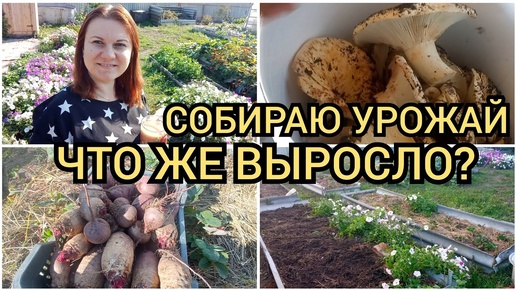 Descargar video: Осенняя уборка огорода. Собираю урожай. Что выросло в огороде. Влог