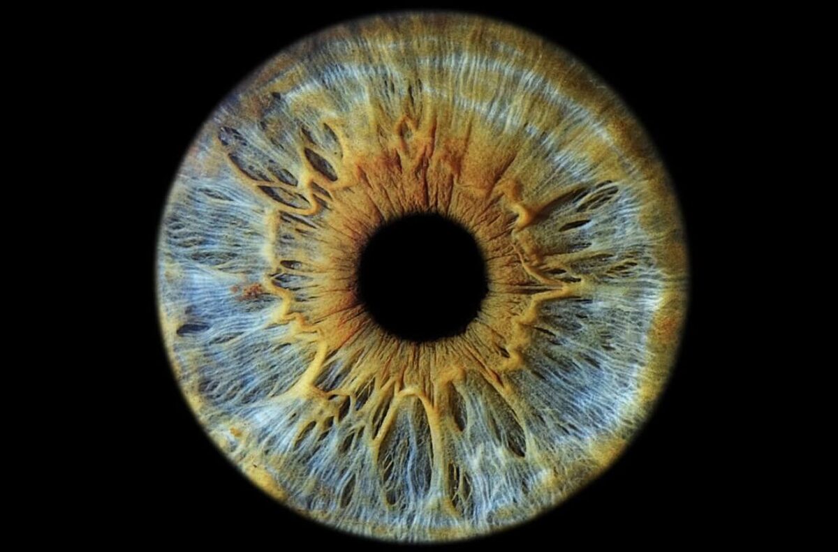    Радужная оболочка человеческого глаза. Источник изображения: pinterest.com