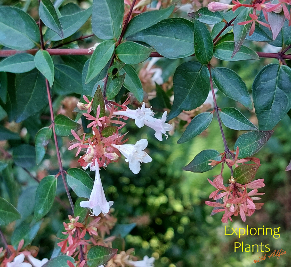 Фото Мексиканская абелия (Vesalea floribunda), декоративный кустарник сем. Жимолостные