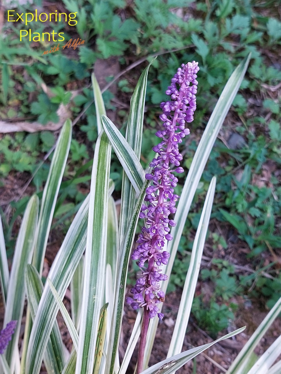 Лириопе мускари(Liriope muscari (Decne.) L.H.Bailey) – многолетнее травянистое растение семейства Спаржевые (Asparagaceae), родом из Китая. На фотографии – пестролистный сорт 'Variegata'.
