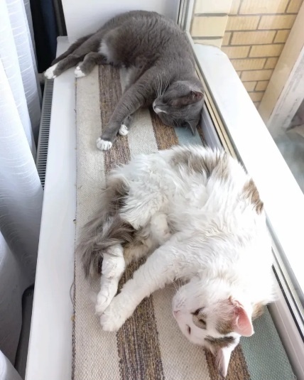 Групповая тренировка по синхронному сну 😹😹