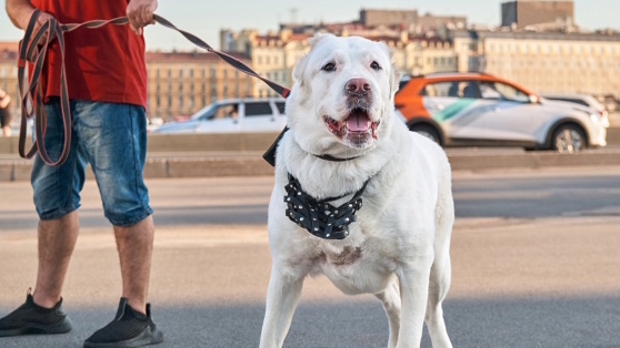    Лучше держаться подальше: кинолог назвал три породы собак, которые он никогда бы не завел Татьяна Сидорова